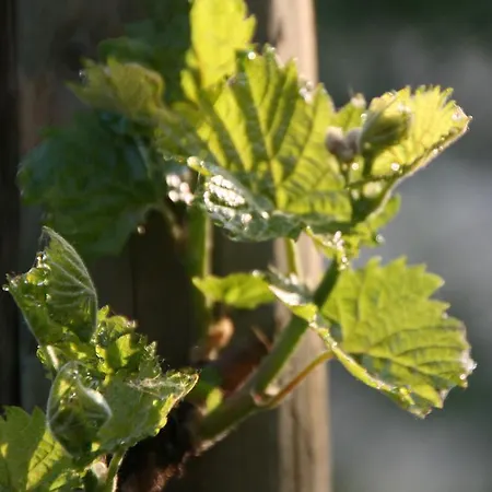 Feriengut Bohn 4* Bernkastel-Kues