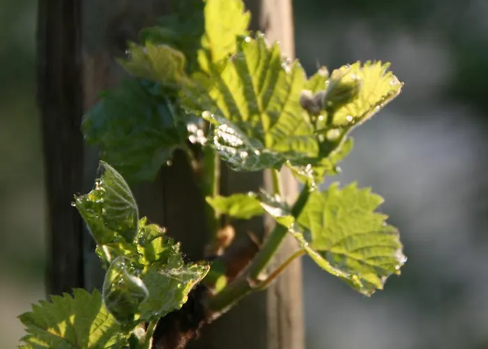 Feriengut Bohn 4* Bernkastel-Kues